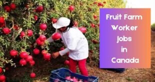 Fruit Farm Worker Jobs in Canada